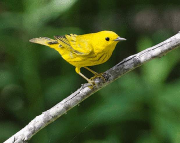 yellow warbler