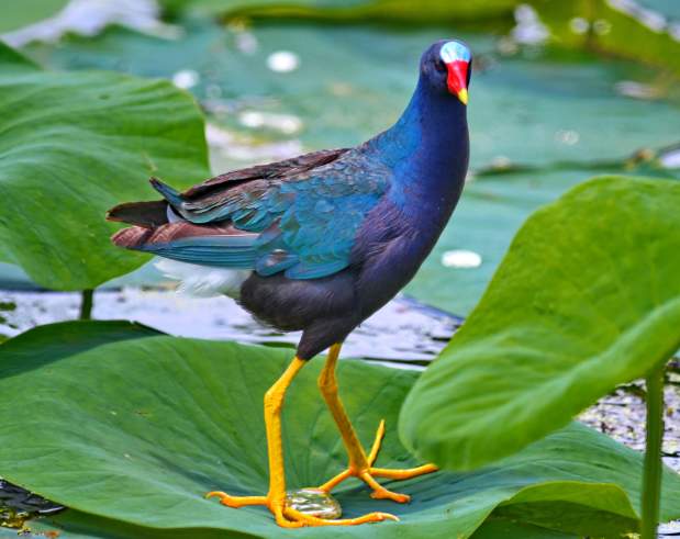 bird