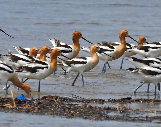 Migratory birds on Texas Gulf Coast