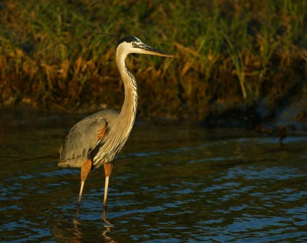 Migratory bird on Texas Gulf Coast