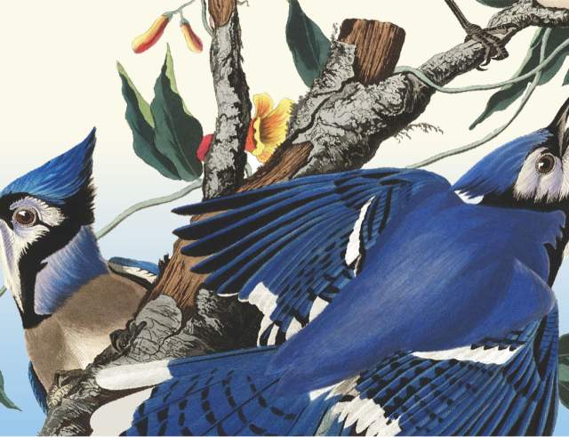 Audubon’s Birds of America