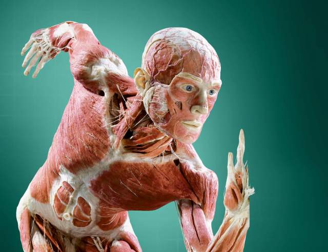 Body Worlds 101