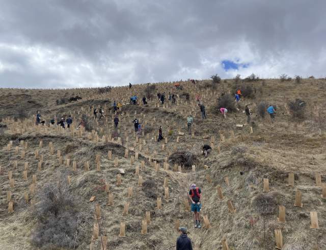 Autumn "Arrowtown Beech Party" Planting Day