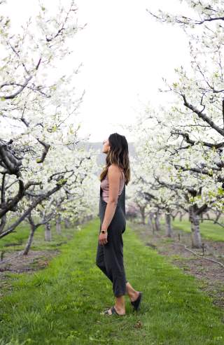 Blooming Orchard at Paynter's Fruit Market (3)
