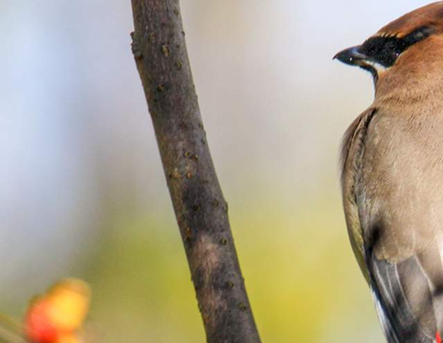 Bird along the LeTort Spring Run in Pennsylvania