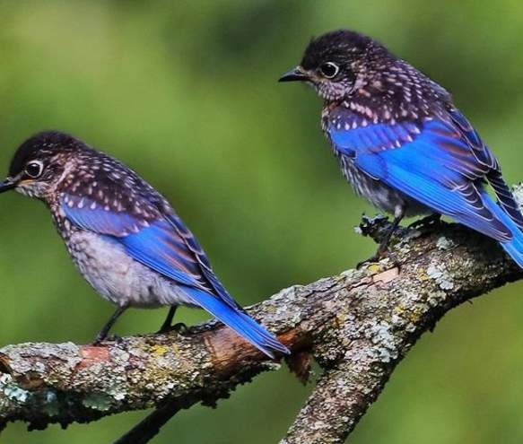 Two eastern bluebirds perched on a tree branch