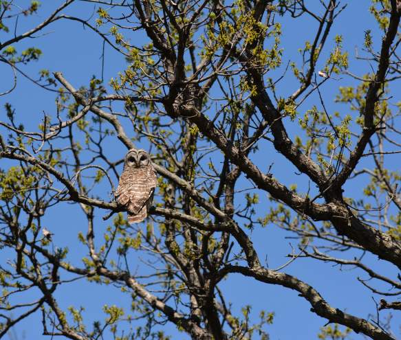 Bloomington Birding Hotspots Through the Seasons