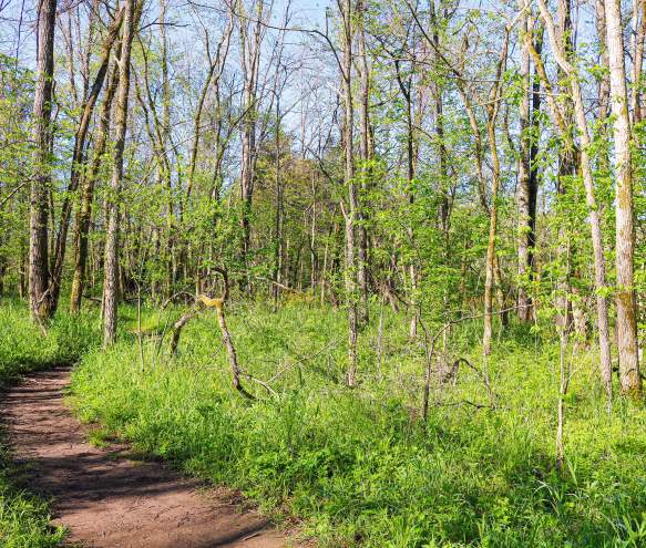Top 5 Spring Hikes in Bloomington