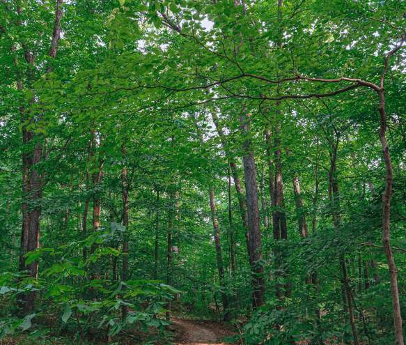 Top 5 Summer Hikes in Bloomington