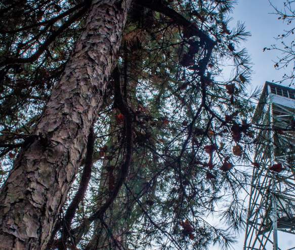 Top Places to Explore in Bloomington This Winter