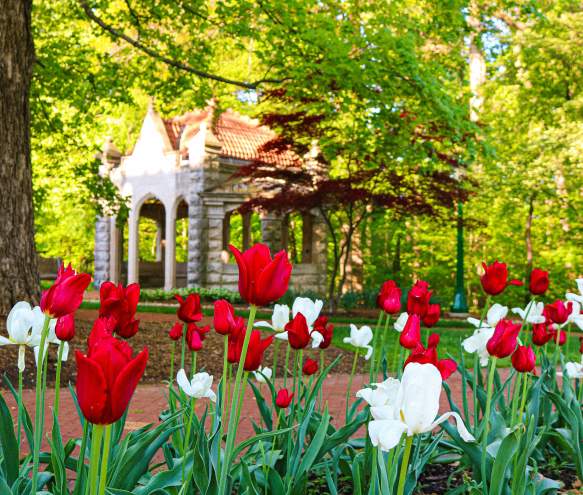 A close-up of tulips with the Rose Well House in the background