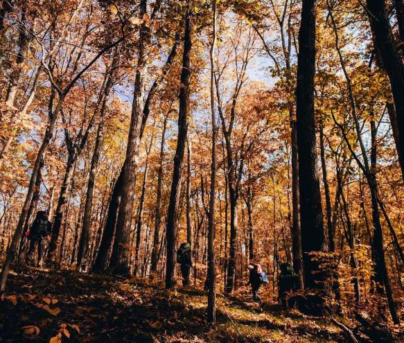 Top 5 Fall Hikes in Bloomington