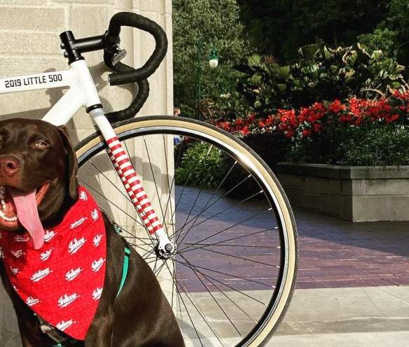 Dog-Friendly Bloomington