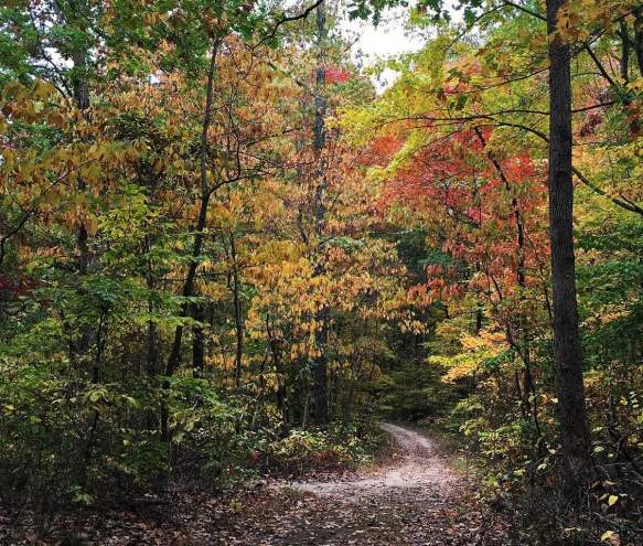 Pate Hollow Trail during fall