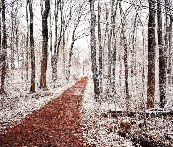 A clear hiking path through the otherwise snow-covered Leonard Springs Nature Park