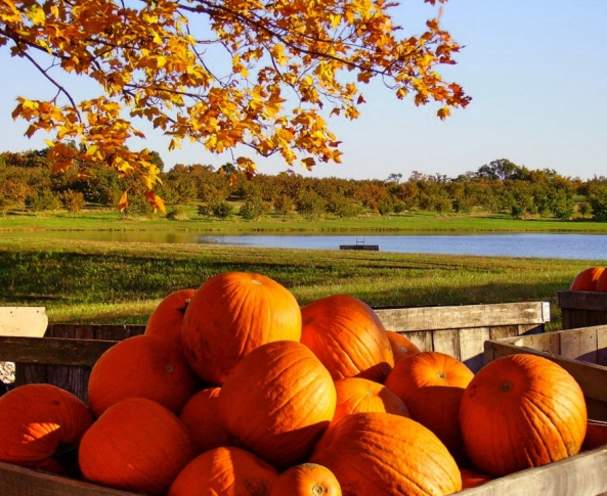 Pumpkins at Jackson's Orchard in Bowling Green, Kentucky