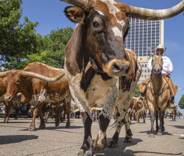 Longhorn in the middle of downtown Amarillo