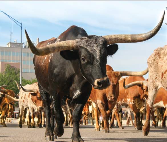 2019 Cattle Drive Photo Contest Winner