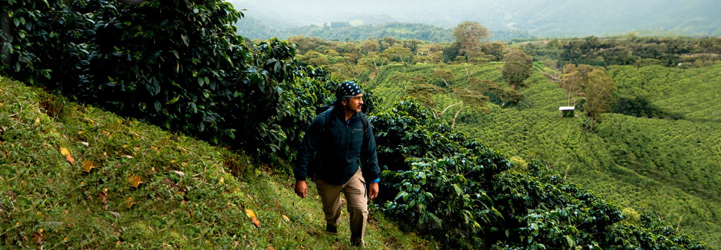 Coffee cherries on the vine