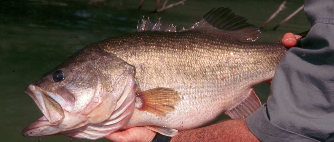 The Ultimate Guide to Largemouth Bass Fishing in Florida
