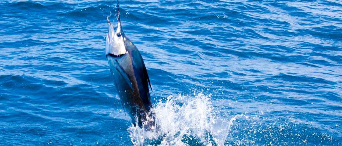 Going After Sailfish in Florida