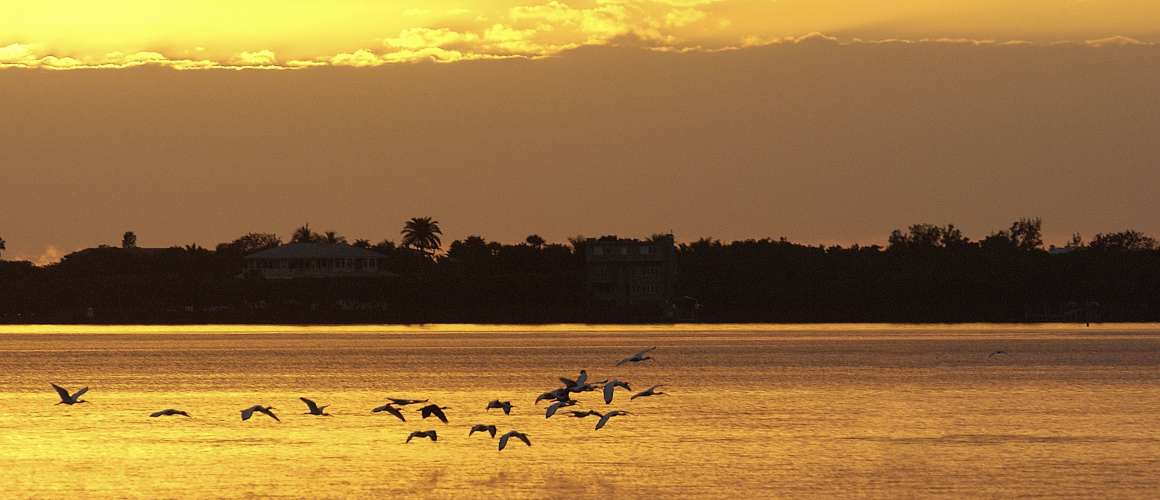 Birds in flight over Charlotte Harbor at Sunset