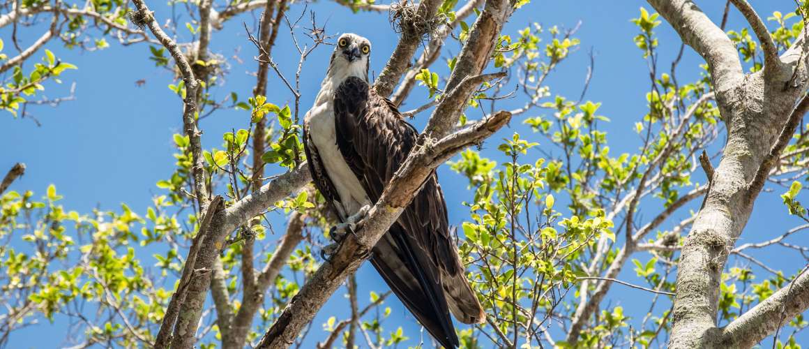 Osprey in Tree