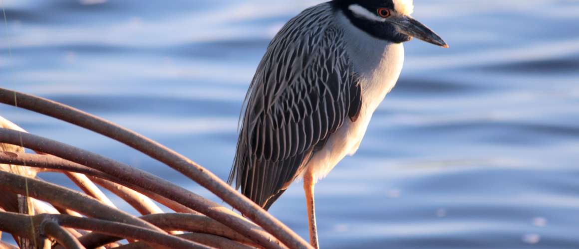 Yellow-crowned night heron