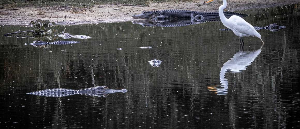 Great Egret and alligators at Babcock Ranch Eco-Tours