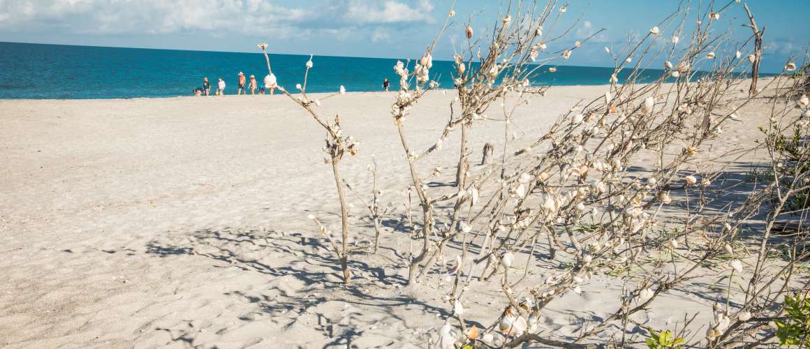 Shell Tree at Stump Pass Beach State Park