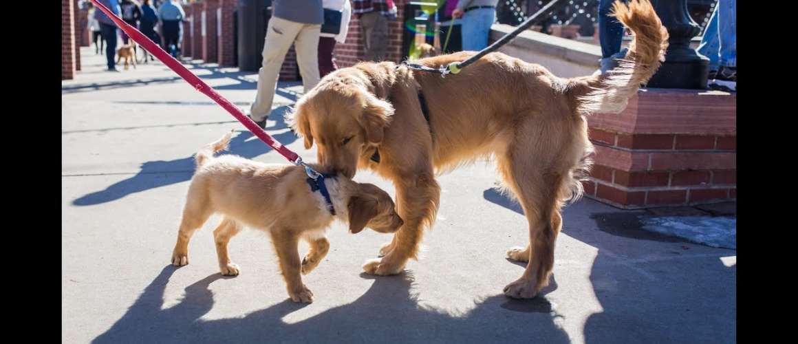 Goldens in Golden is Feb. 3, 2024