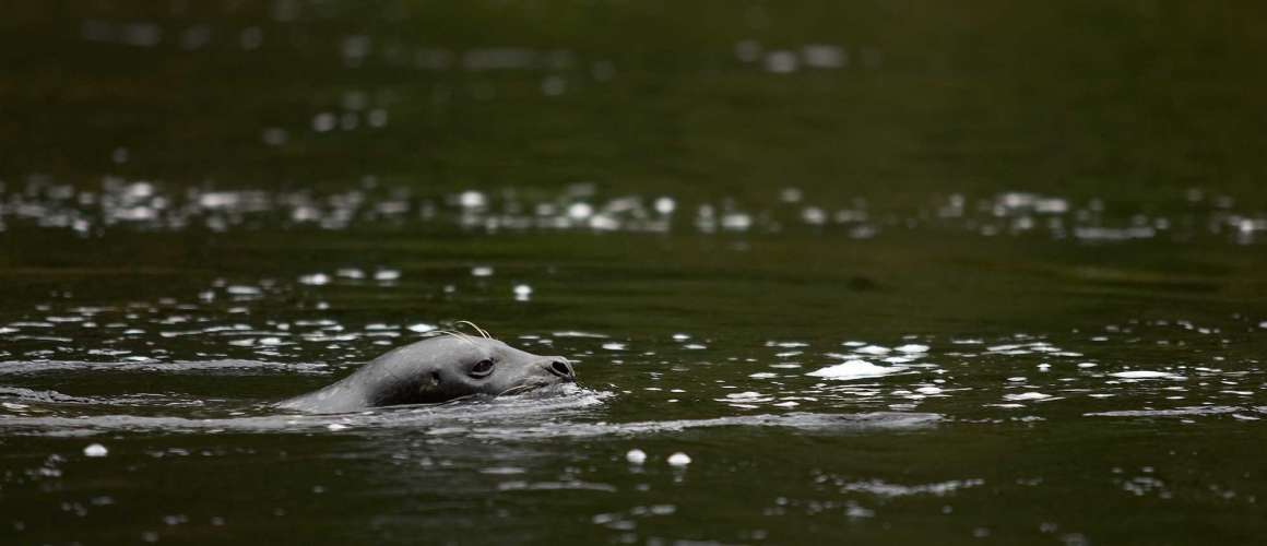 Harbor seal swimming