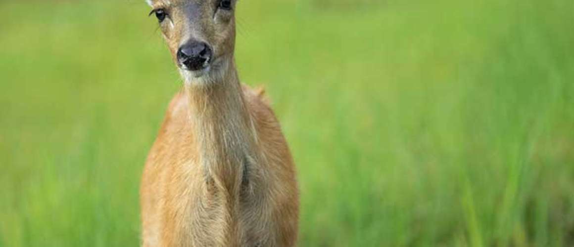 Sitka black tail deer