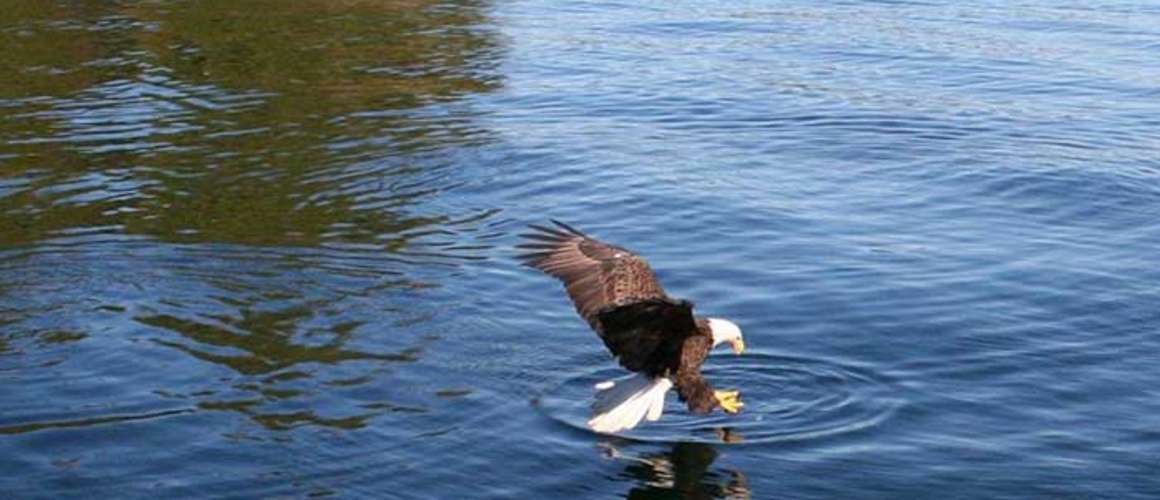 bald eagle going for a fish