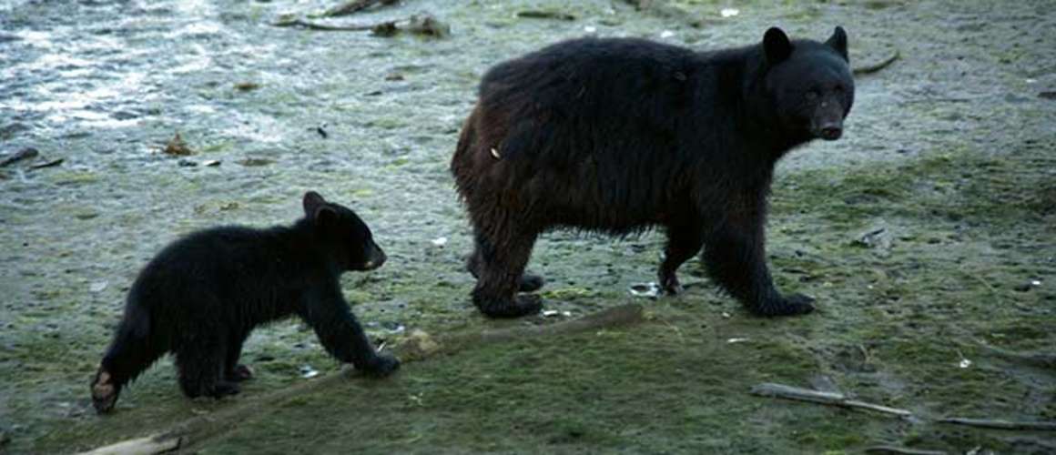 Black bear and cub