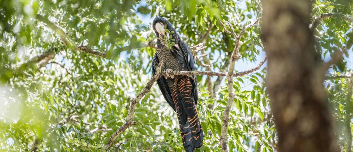 Red Tailed Black Cockatoo