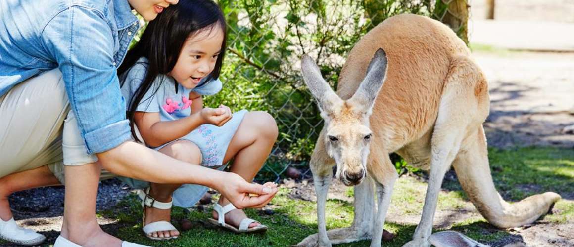 Swan Valley Wildlife