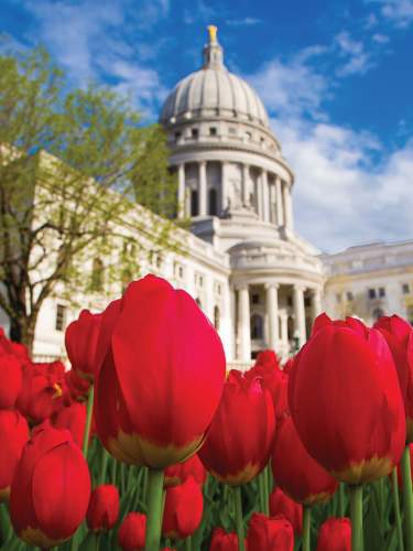 Capitol and Tulips