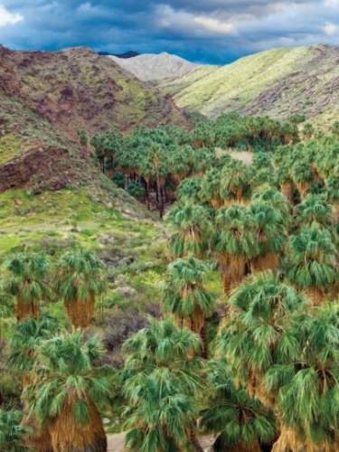 palm canyon fan palm grove