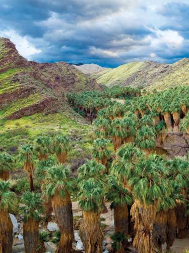palm canyon fan palm grove