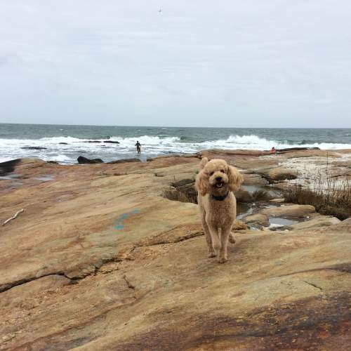 Tan dog walking on beach rocks