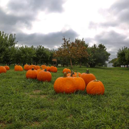 Pippin Orchards