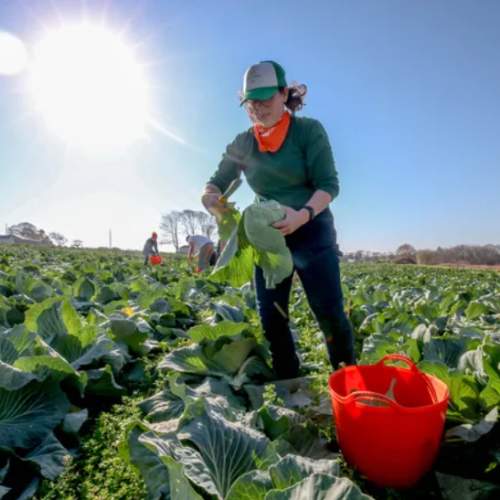 Hope's Harvest bridges gap between farmers and food pantries