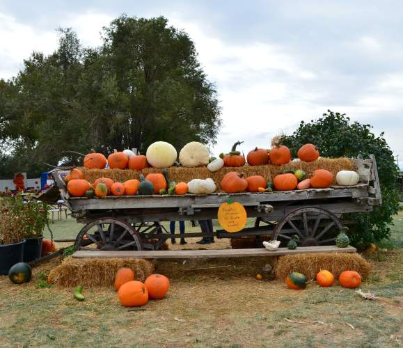 Pumpkin Patch