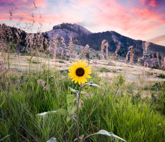 Sunflower