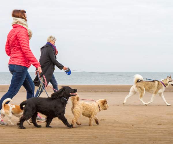 Two ladies walking their dogs in winter clothing