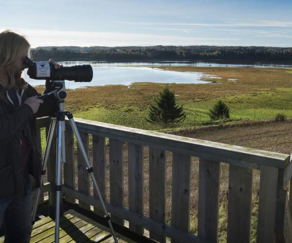En som kikker utover våtmarkene med fuglekikkert