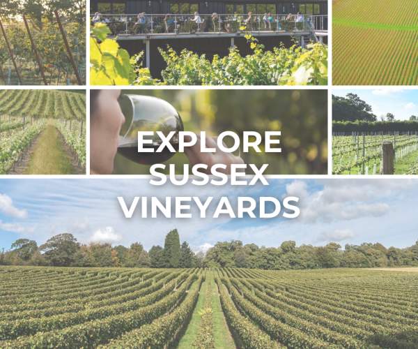 Explore Sussex Vineyards