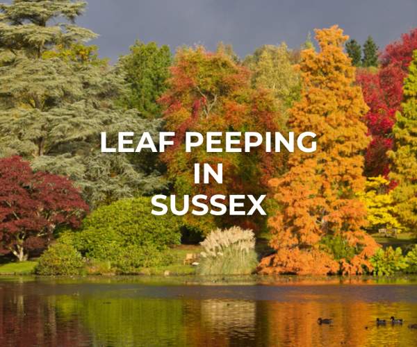 9 places to see the best Autumn colours in Sussex