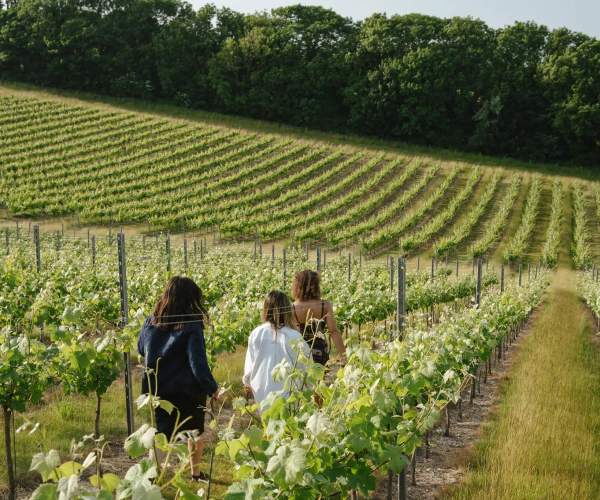 Rathfinny vineyard